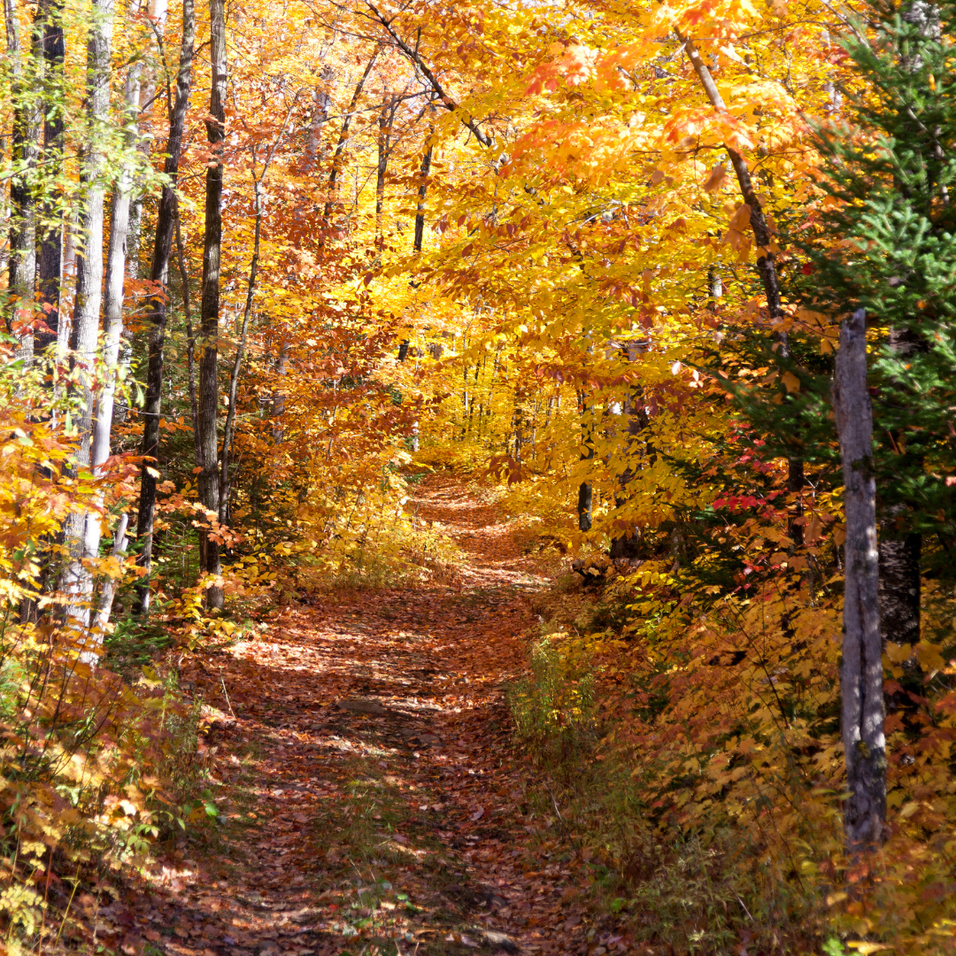 The Fall Foliage Hunter's Guide To Skincare