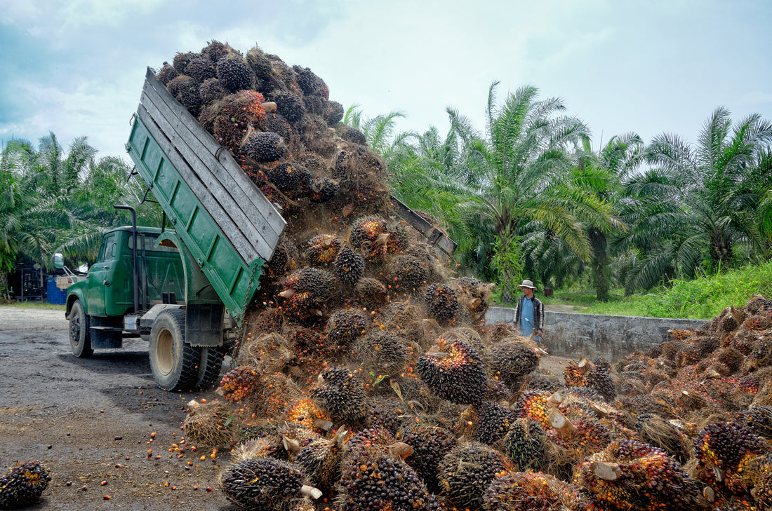 No Palm Oil In Any Earthen Products